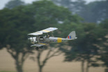 Tiger Moth